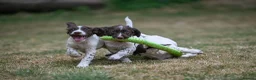 English Springer Spaniel dogs for sale: Kennel club registered Springer Spaniel Puppies - Advert 7