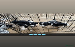 Cockerdor dogs for sale: Labrador x spaniels  - Image 3