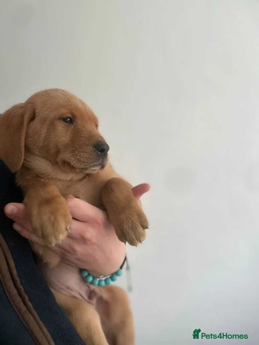 Labrador Retriever dogs for sale: Beautiful Puppies Raised in Our Family Home - Advert 5