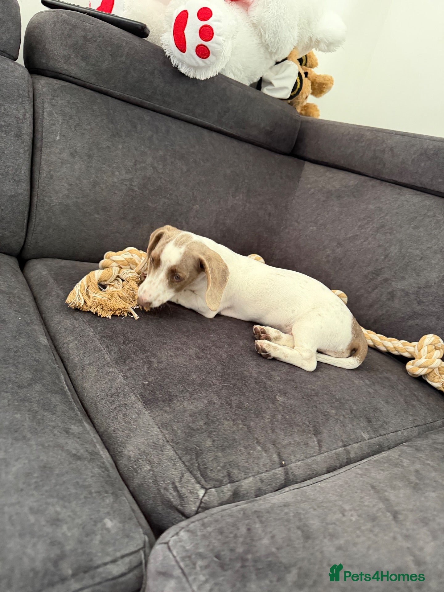 Miniature Dachshund dogs Gorgeous miniature dachshund for sale - Advert 1