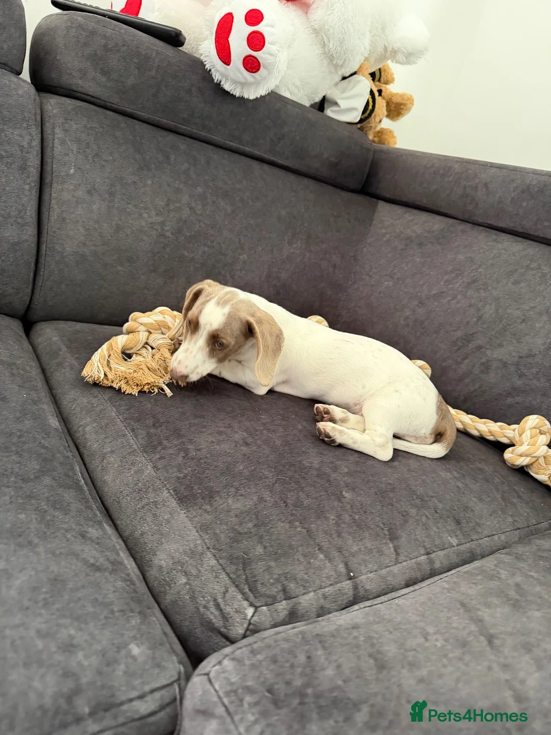 Miniature Dachshund dogs for sale: Gorgeous miniature dachshund for sale - Advert 1