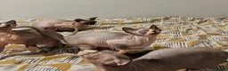 Sphynx cats for sale: *PEDIGREE SPHYNX* TICA REGISTERED *DNA HCM4 CLEAR* - Advert 19
