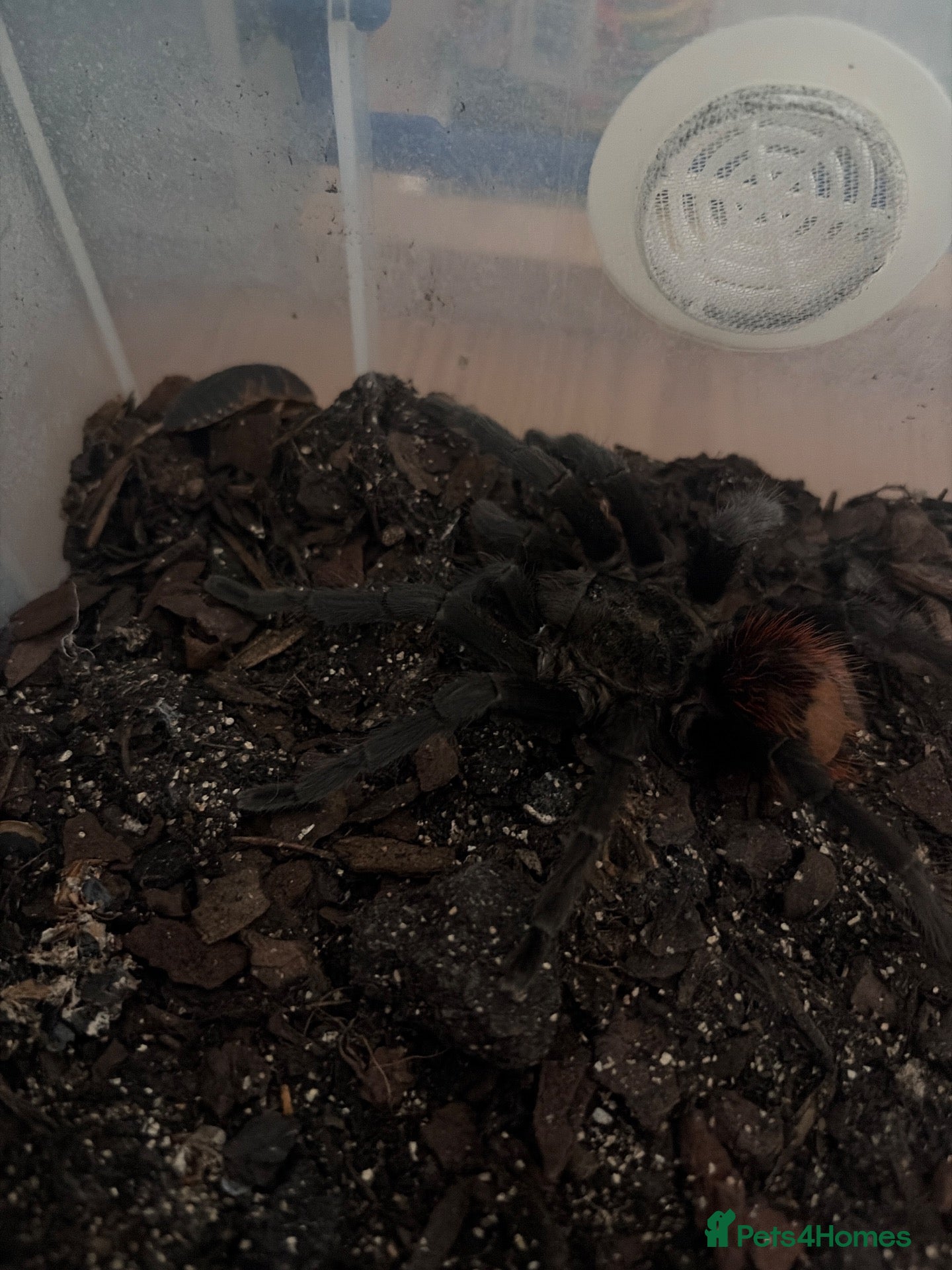 Tarantulas invertebrates for sale: Oklahoma Brown   - Advert 1