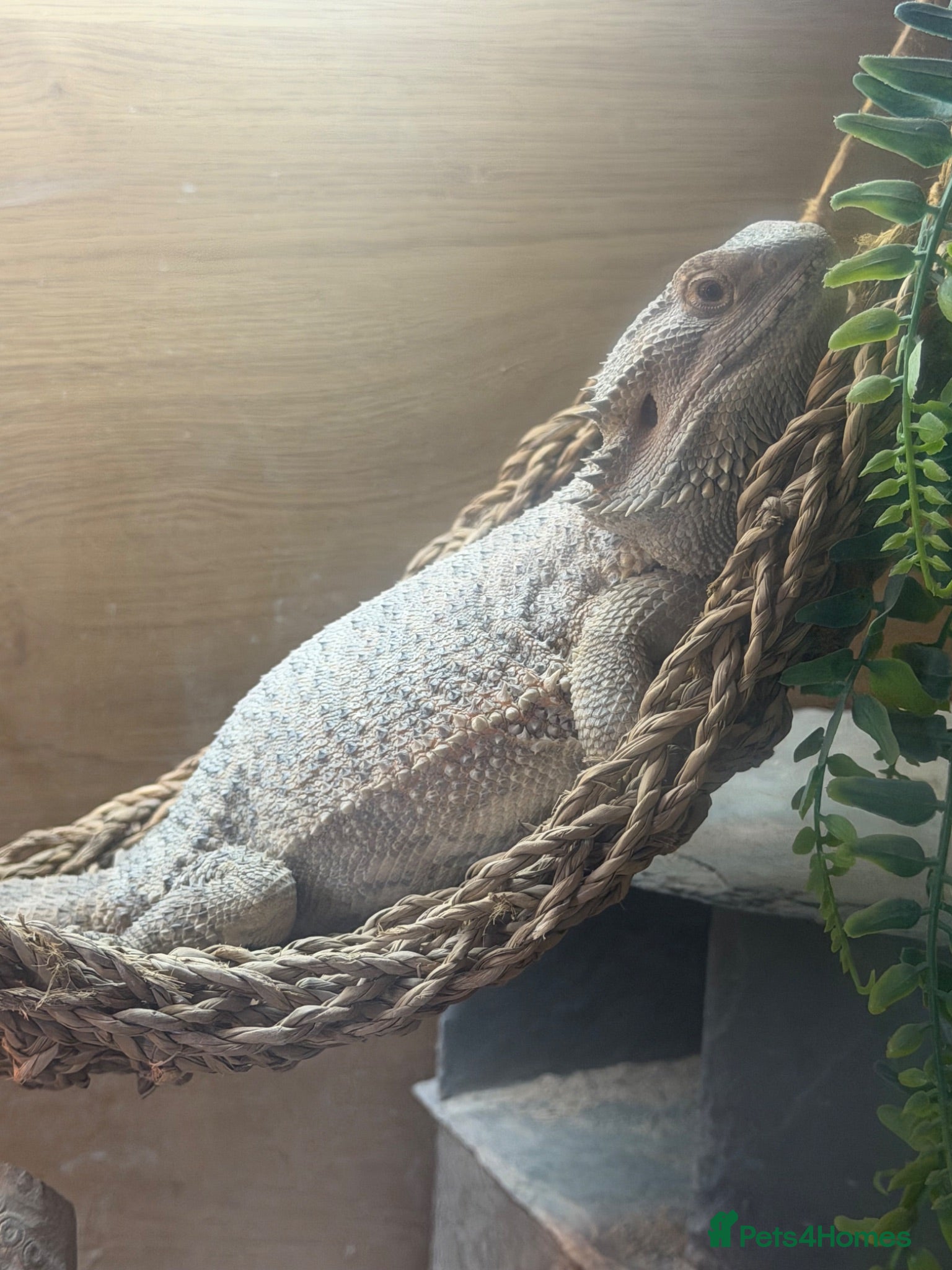 Bearded Dragon reptiles Bearded dragon  - Advert 2
