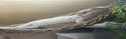 Bearded Dragon reptiles for sale: Bearded dragon  - Advert 1