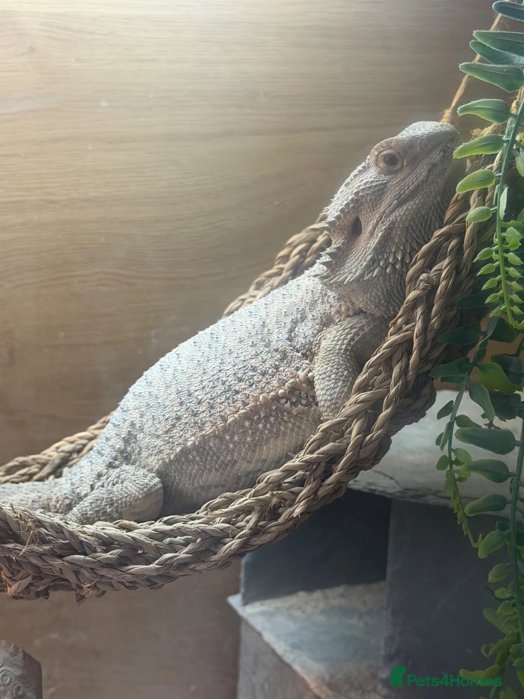 Bearded Dragon reptiles for sale: Bearded dragon  - Advert 1