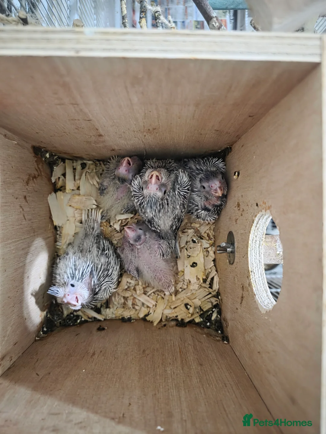 Cockatiels birds for sale: Baby cockatiels mixed  - Advert 27