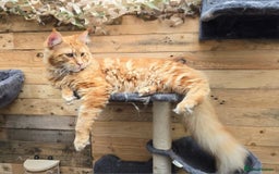 Maine Coon cats for sale: Female white mainecoon kitten.  - Image 9