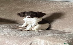 English Springer Spaniel dogs for sale: Beautiful girl looking for her forever family  - Image 13