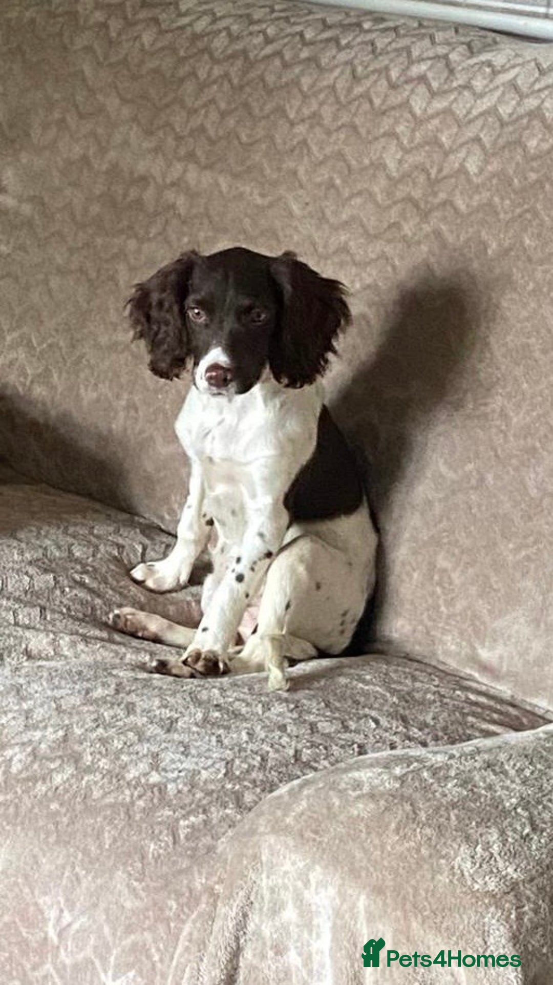 English Springer Spaniel dogs for sale: Beautiful girl looking for her forever family  - Image 13