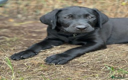 Labrador Retriever dogs for sale: 🐾Ready Now🐾Black Male FTCH Pedigree Forward Pups - Image 24