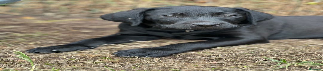 Labrador Retriever Puppy 5