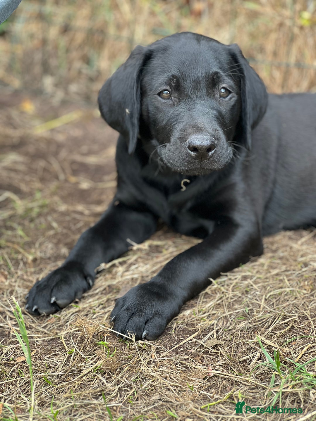 Labrador Retriever dogs for sale: 🐾Ready Now🐾Black Male FTCH Pedigree Forward Pups - Image 24