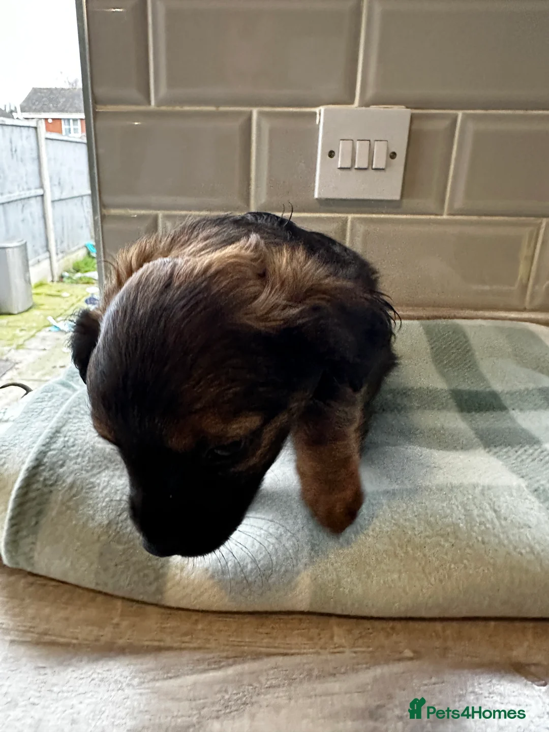 Mixed Breed dogs for sale: French Jacks x 5 - Advert 13