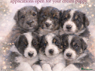 Border Collie dogs 6 gorgeous high quality Border Collie Puppies - Advert 2