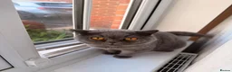 British Shorthair cats for sale: Beautiful Blue British Shorthair – Pedigree in Liverpool - Advert 2