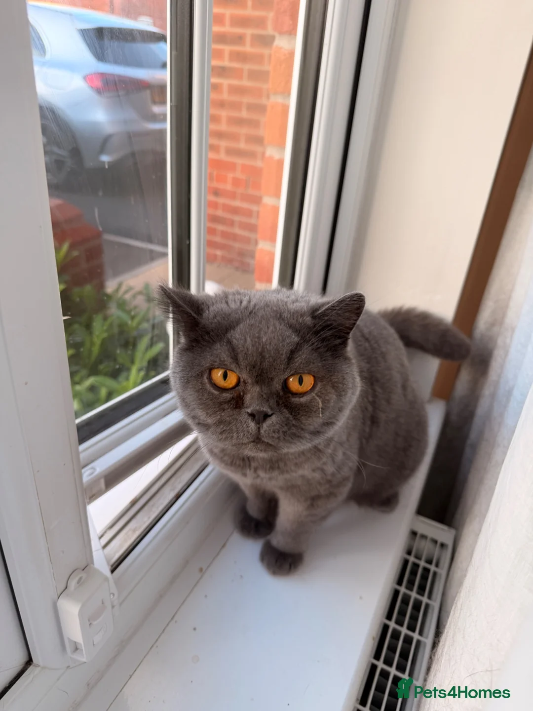 British Shorthair cats for sale: Beautiful Blue British Shorthair – Pedigree in Liverpool - Advert 2