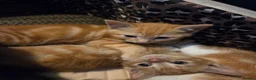 Mixed Breed cats for sale: Ginger Tabby Kittens - Advert 7