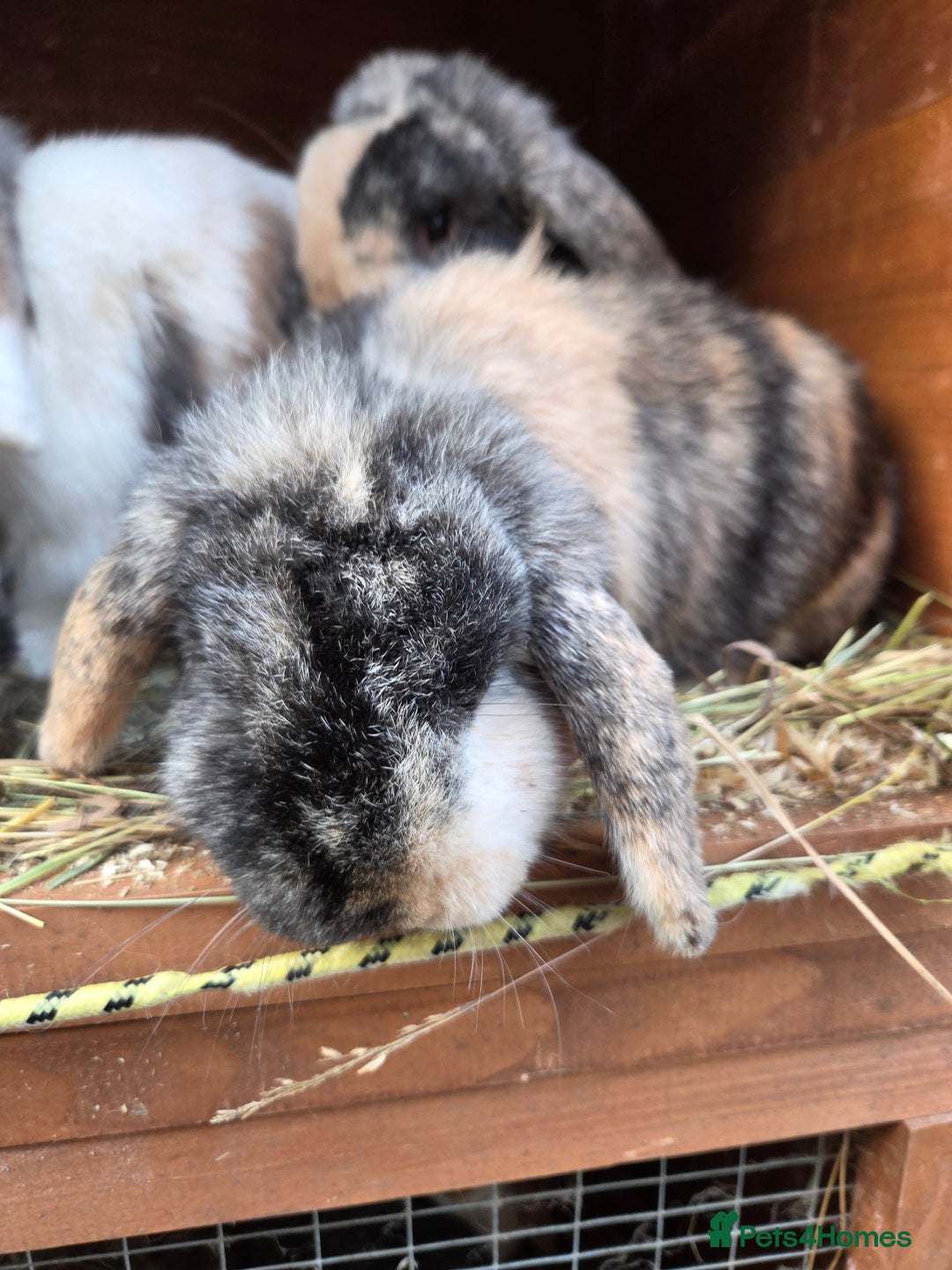 Mini Lop rabbits for sale: Beautiful mini lop babies ready now - Advert 3
