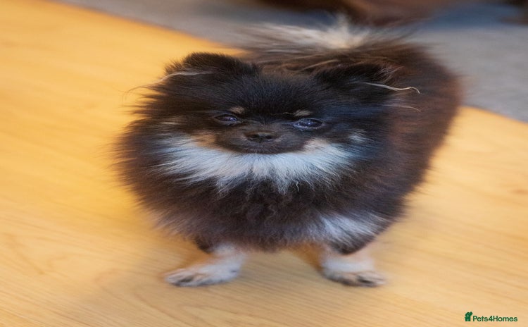 Pomeranian dogs - Advert 5