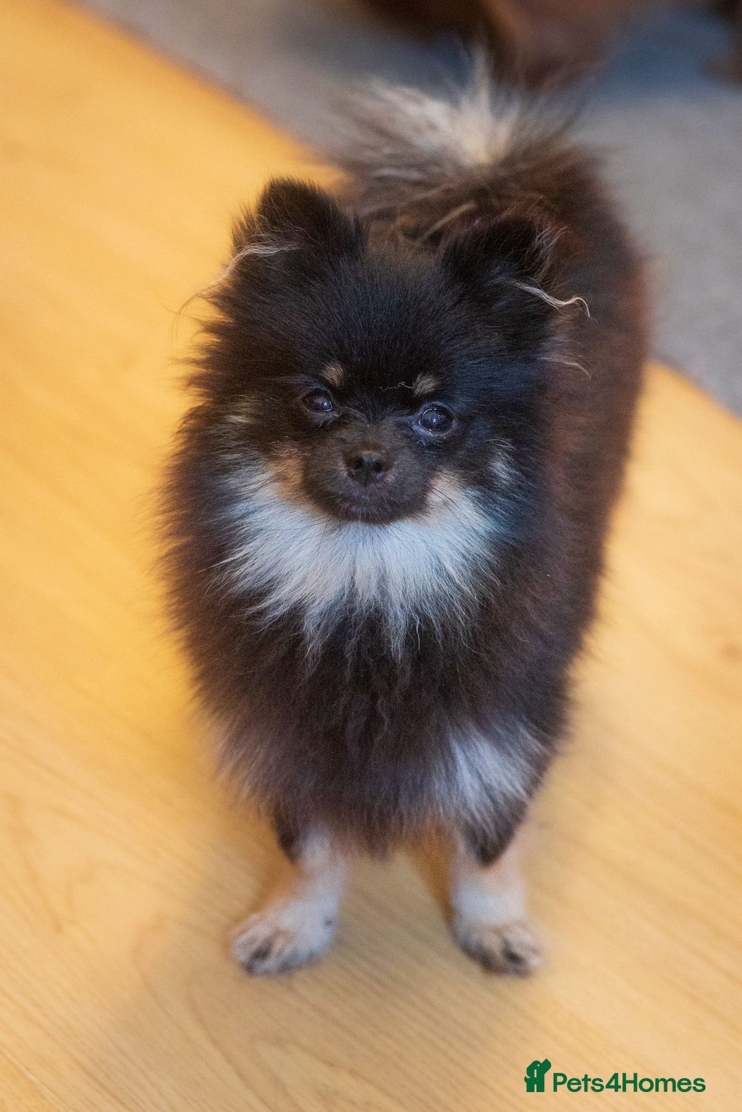Pomeranian dogs for sale: Black and Tan Male Pomeranian  - Image 1