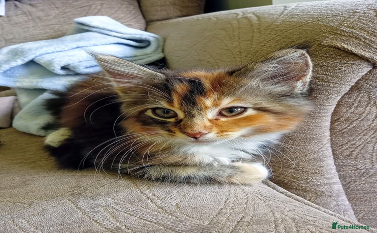 Mixed Breed cats - Advert 3