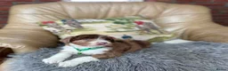 Bordoodle dogs for sale: Bordoodle boys and girls - Advert 4