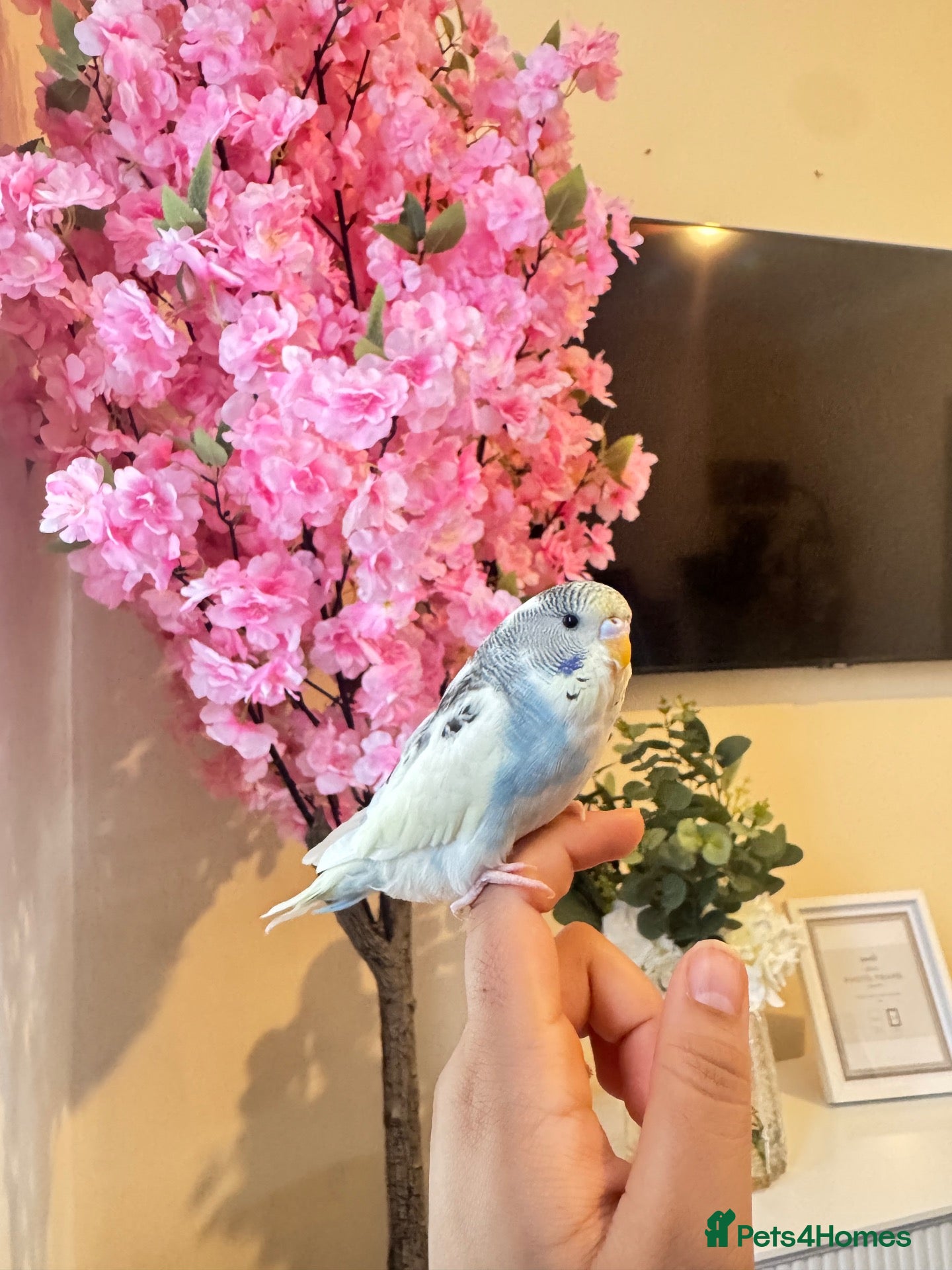 Budgerigars birds Budgies  - Advert 2