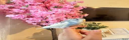 Budgerigars birds for sale: Tamed budgies  - Advert 1
