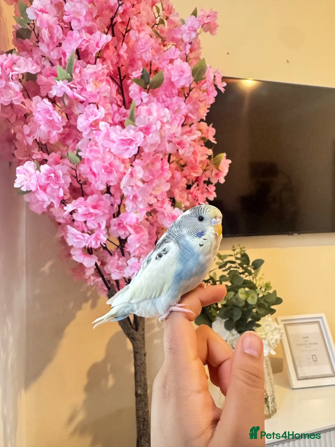 Budgerigars birds for sale: Tamed budgies  - Advert 1