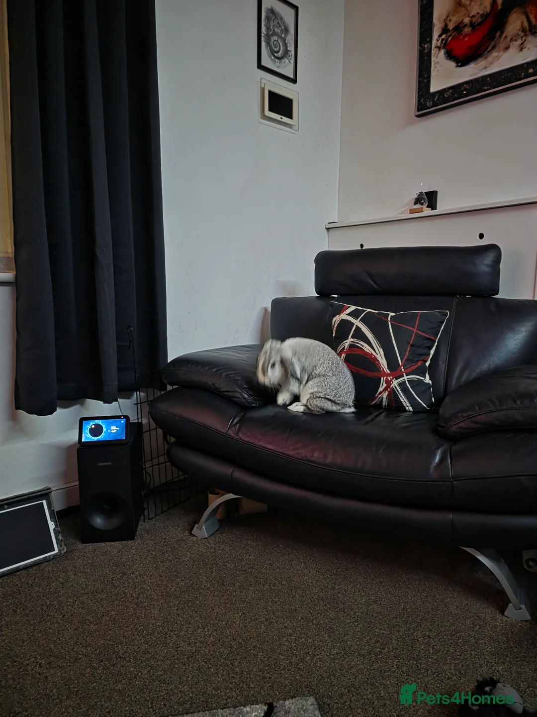 Mini Lop rabbits for sale: Miss Floppy - Advert 4