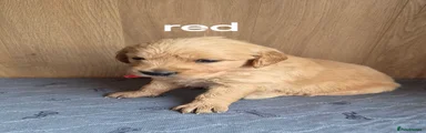 Golden Retriever 2