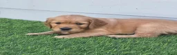 Golden Retriever dogs for sale: Lovely Golden Retriever Puppy's  - Advert 13