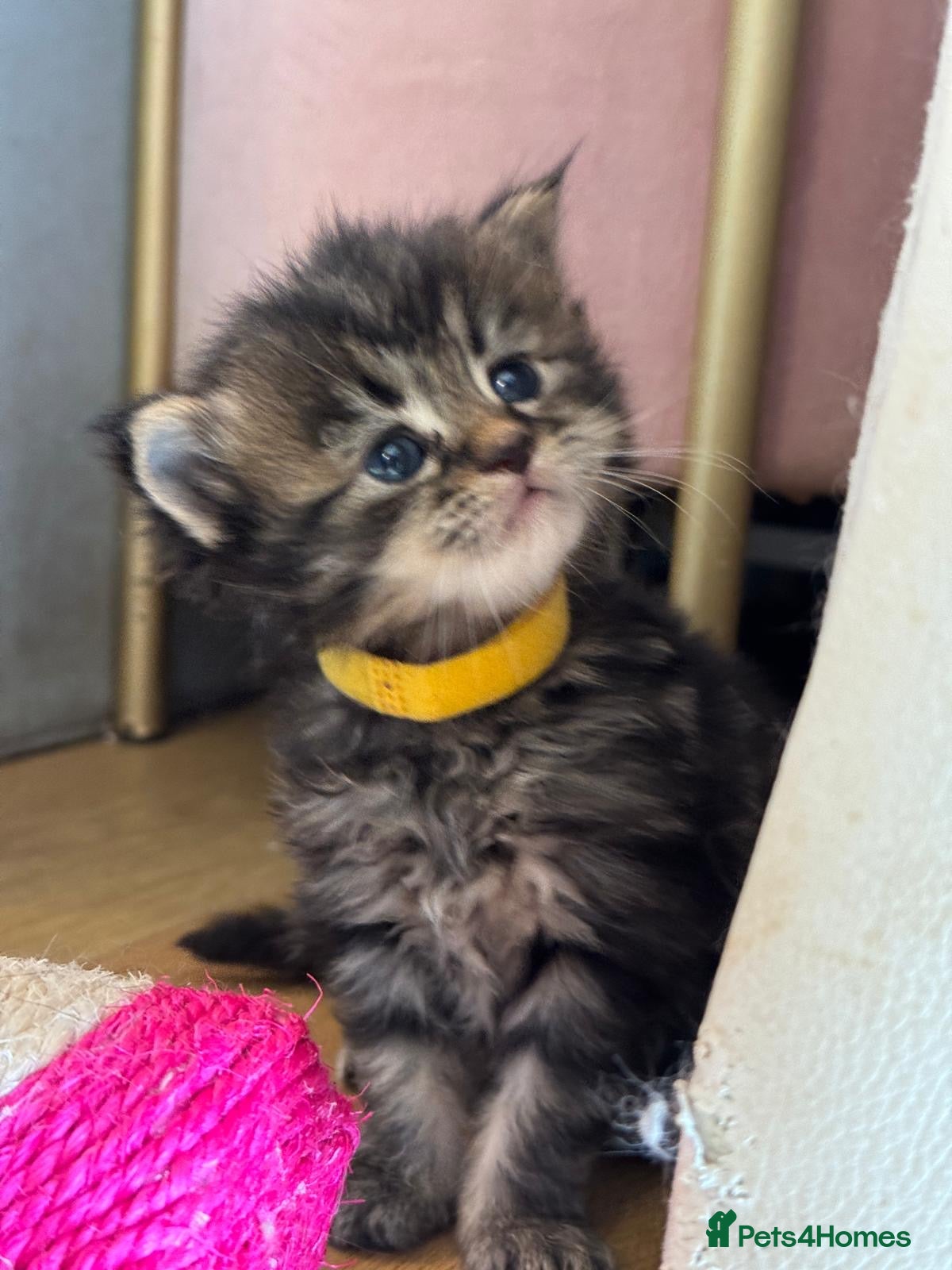 Maine Coon cats Gorgeous full breed Mainecoon kittens ready may 20 - Advert 18