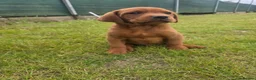 Labrador Retriever dogs for sale: ❤️ beautiful dark red working Labrador pups ❤️ - Advert 10