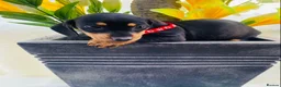 Miniature Dachshund dogs for sale: STUNNING Miniature Dachshund Puppies!!! - Advert 17