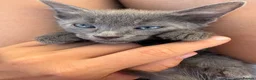 Sphynx cats for sale: Sphynx mix kittens ready now!  - Advert 7