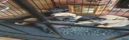 Puggle dogs for sale: Puggle puppies in Northwich - Advert 3