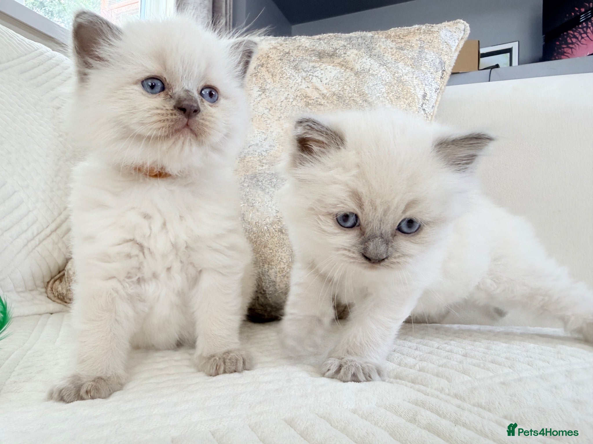 Ragdoll cats 3 Blue Point Kittens for sale - All Boys!! - Advert 1