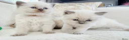 Ragdoll cats for sale: 3 Blue Point Kittens for sale - All Boys!! - Advert 24
