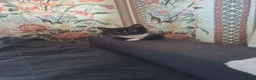 Mixed Breed cats for sale: Gorgeous kittens for sale - Advert 16