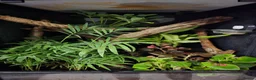 Gecko reptiles for sale: Gargoyle Gecko - Advert 7
