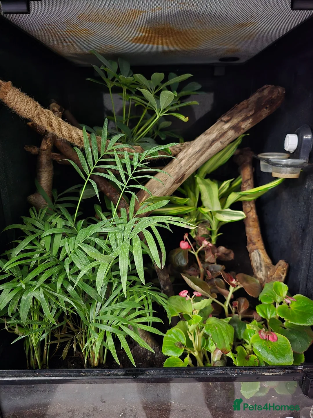 Gecko reptiles for sale: Gargoyle Gecko - Advert 7