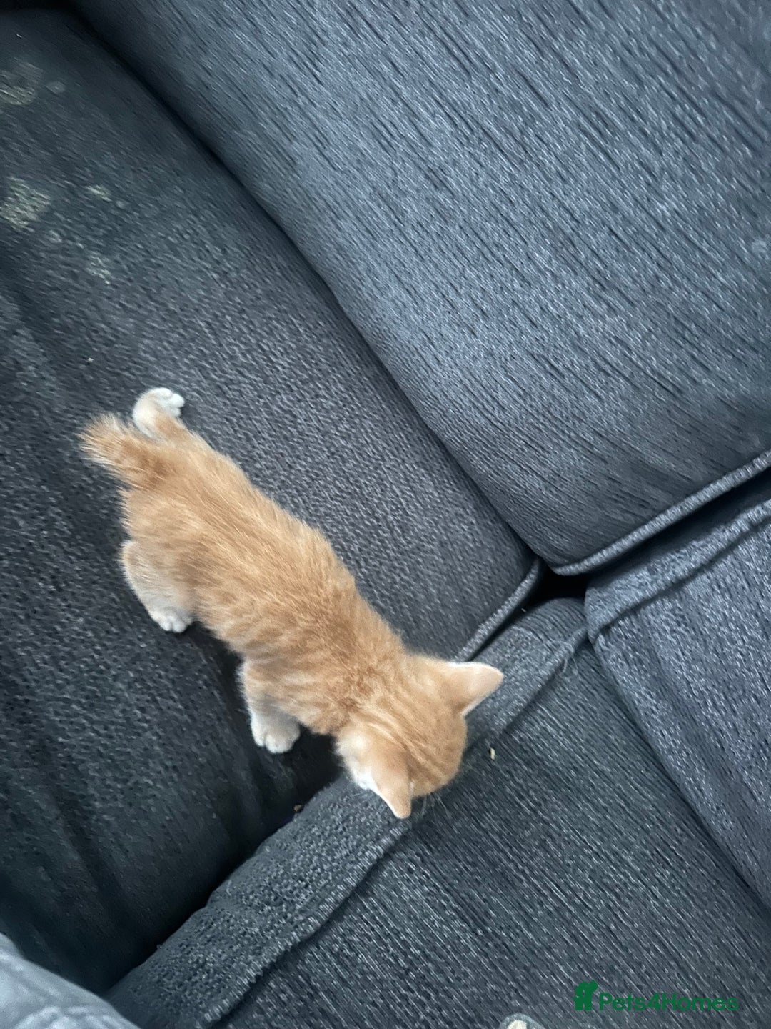 Manx cats for sale: Beautiful Banx Kittens  - Image 12
