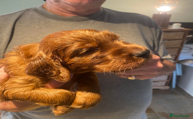 Irish Setter dogs - Advert 1