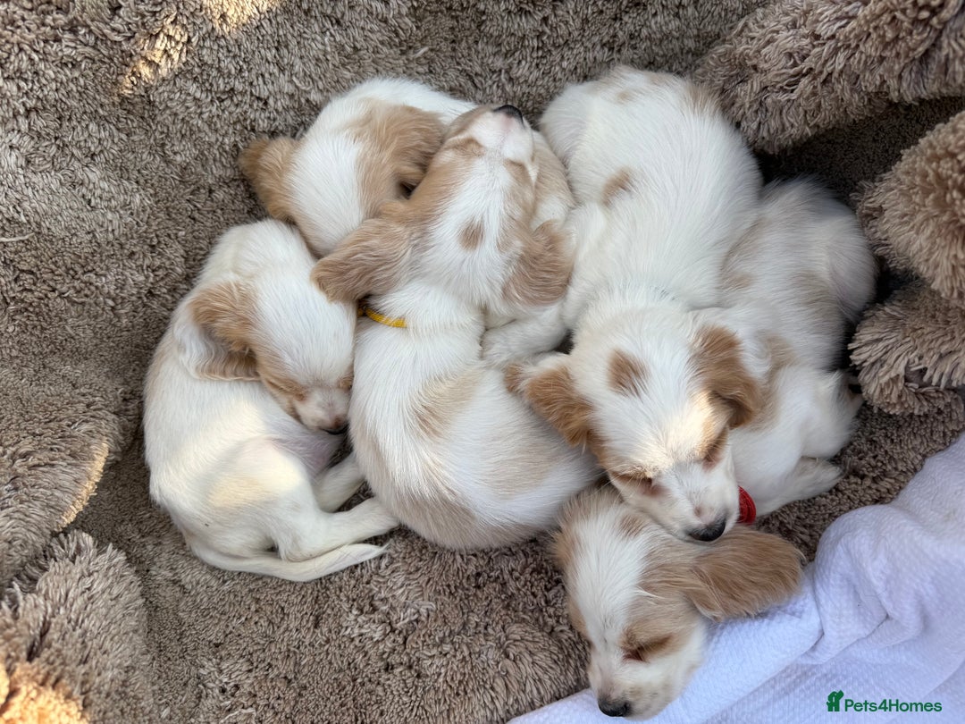 Cocker Spaniel dogs for sale: ⭐️READY TO LEAVE NOW - COCKER SPANIELS ⭐️ - Image 11