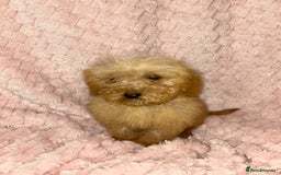 Labradoodle dogs for sale: F1b miniature labradoodles  - Image 3