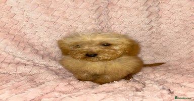 Labradoodle dogs - Advert 5
