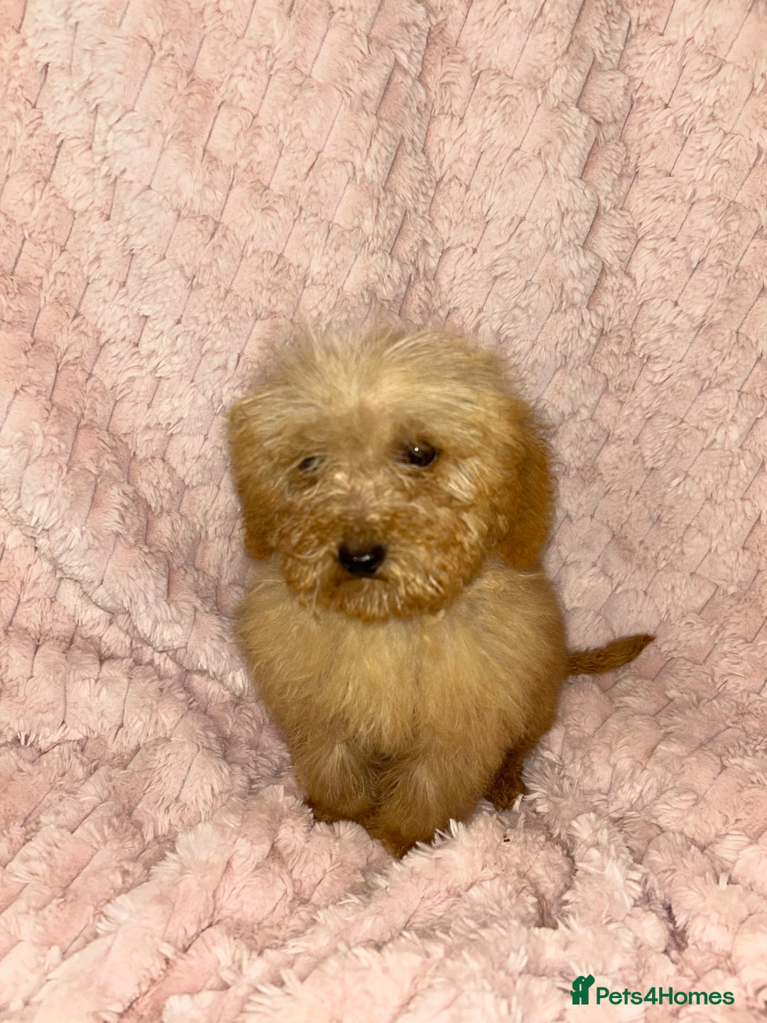 Labradoodle dogs for sale: F1b miniature labradoodles  - Image 3