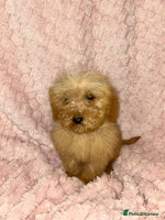 Labradoodle dogs - Advert 6
